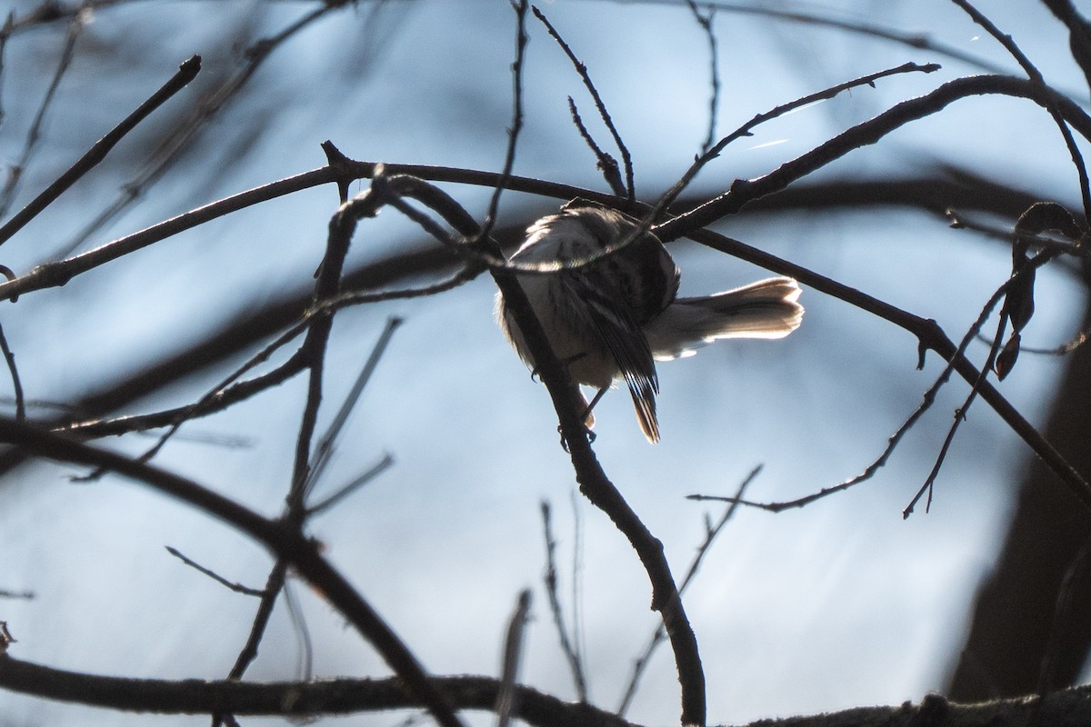 Black-throated Gray Warbler - ML647163297