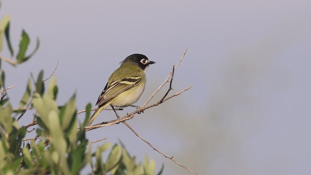 Black-capped Vireo - ML647163301