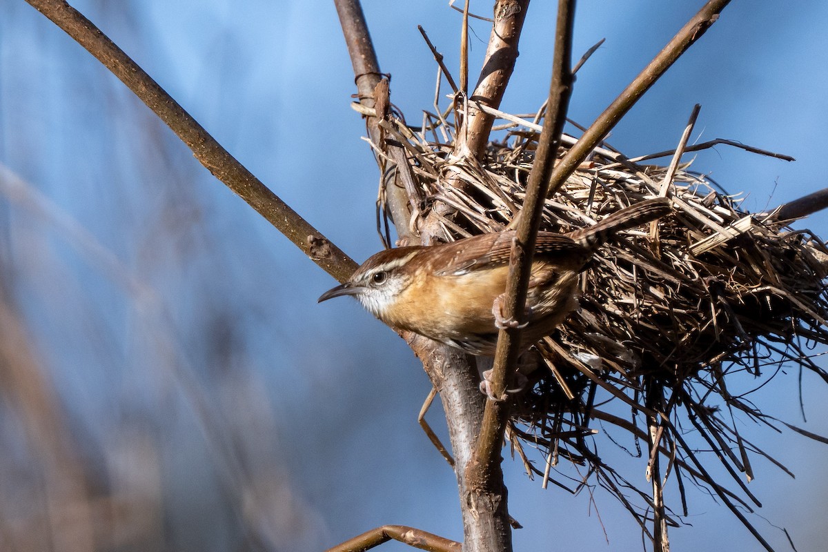 Carolina Wren - ML647163307
