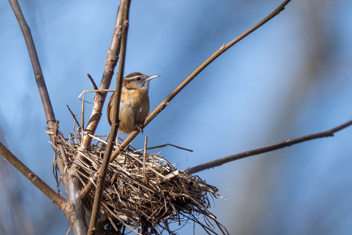 Carolina Wren - ML647163308