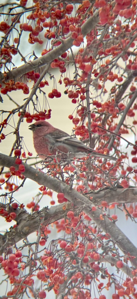 Pinu-gailupa - ML647163329