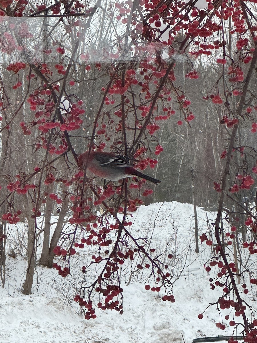 Pinu-gailupa - ML647163330