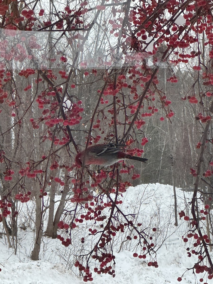 Pinu-gailupa - ML647163331