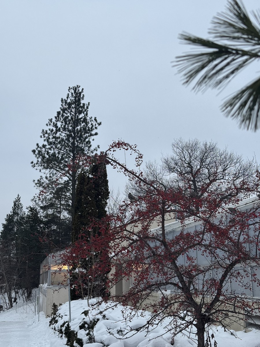 Pinu-gailupa - ML647163332