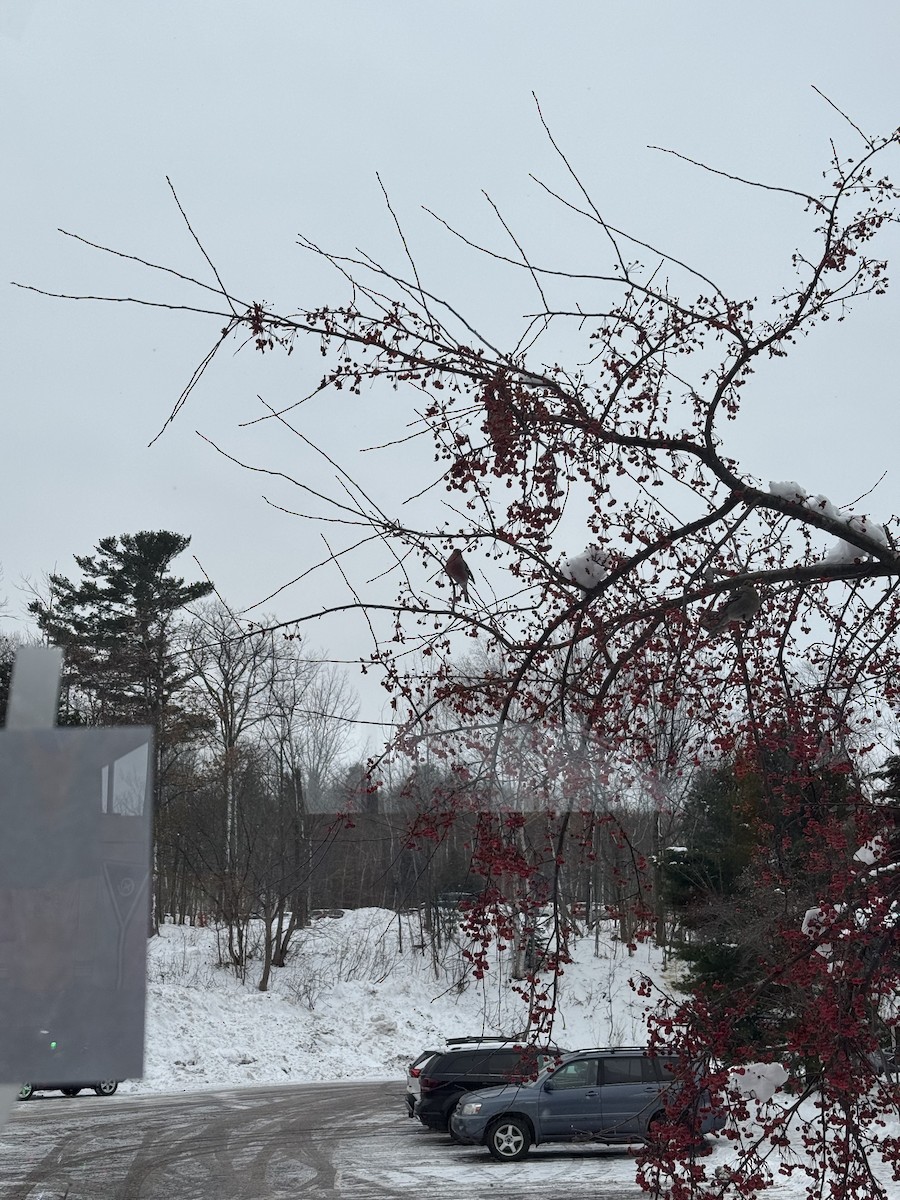 Pinu-gailupa - ML647163333