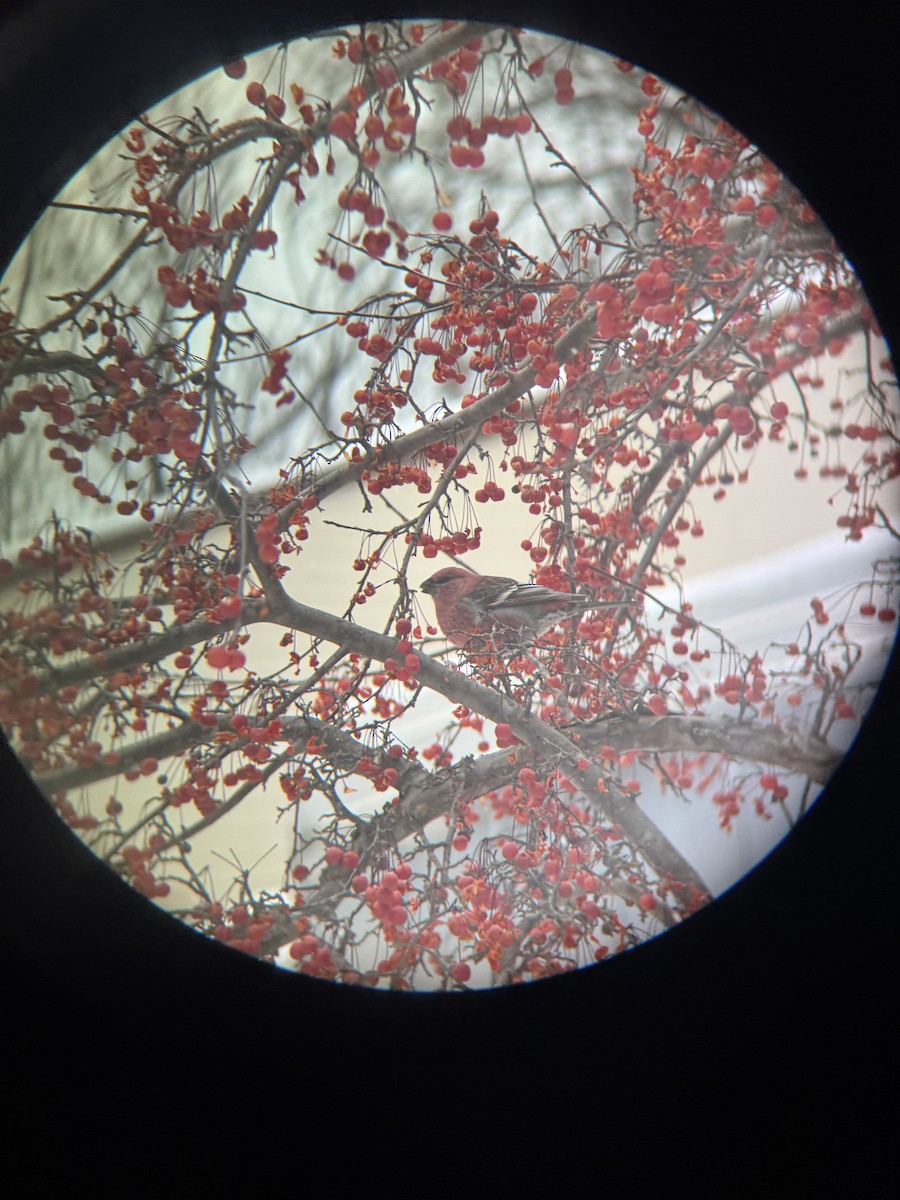 Pinu-gailupa - ML647163334