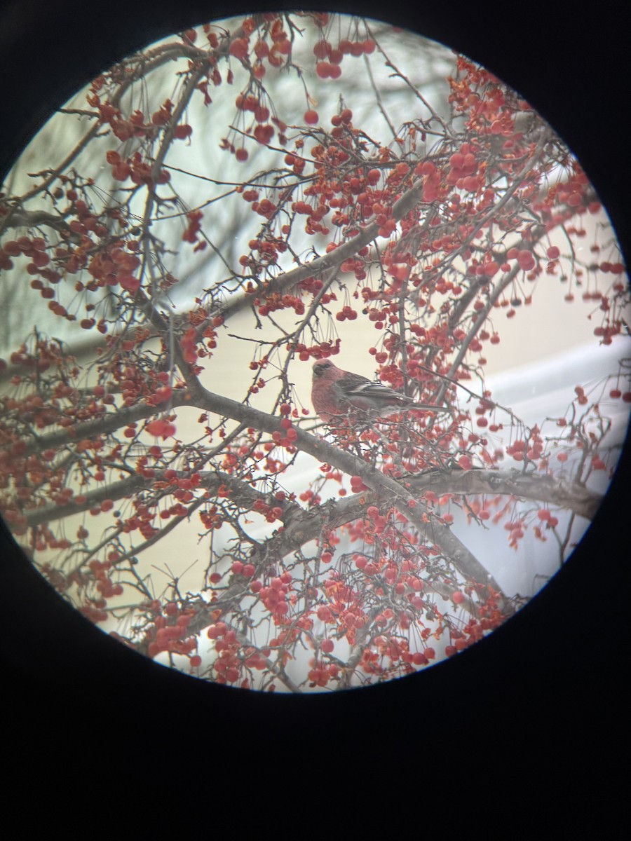 Pinu-gailupa - ML647163335