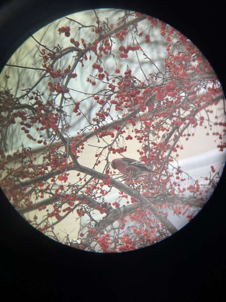 Pinu-gailupa - ML647163336