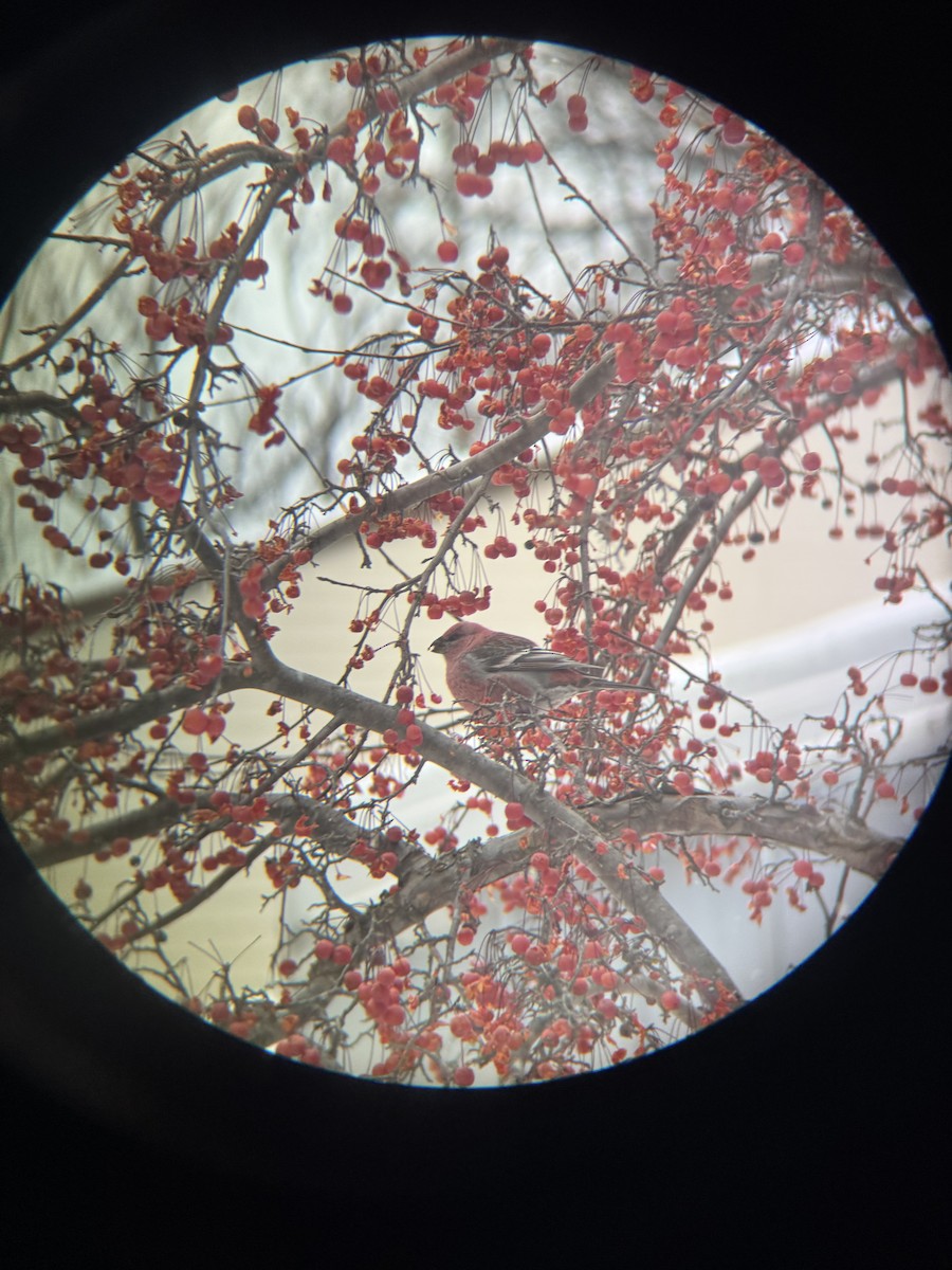 Pinu-gailupa - ML647163337