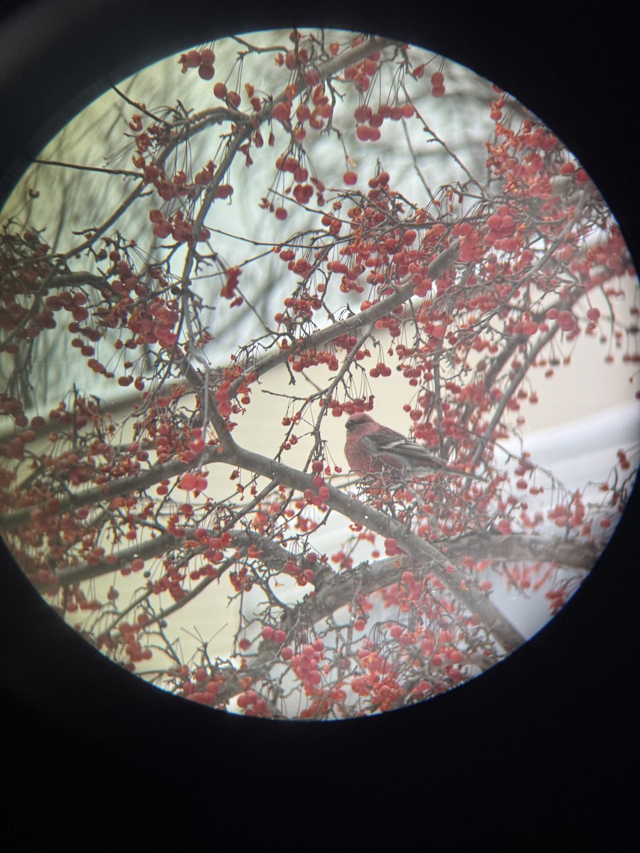 Pinu-gailupa - ML647163338