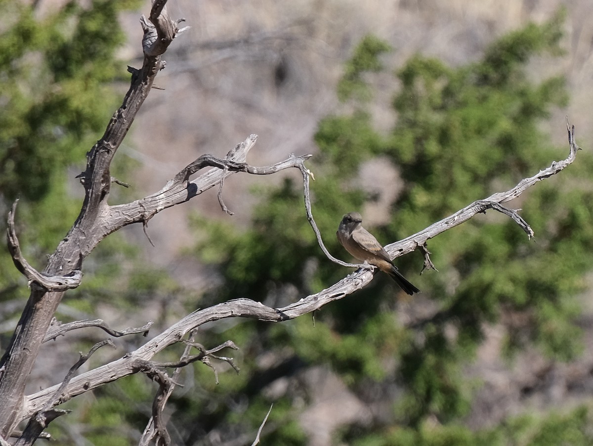 Say's Phoebe - ML647163345