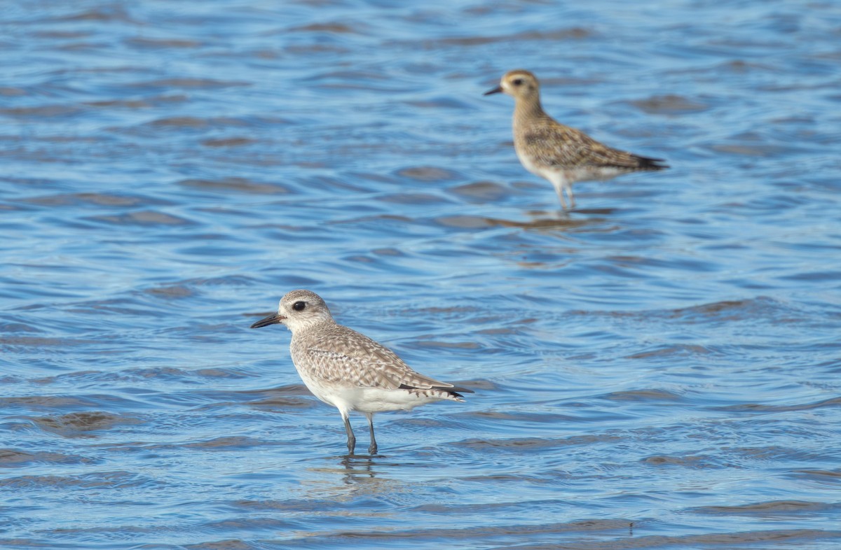 חופזי מנומר - ML647163350