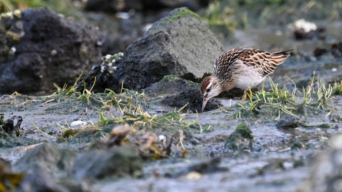 Побережник гострохвостий - ML647163353