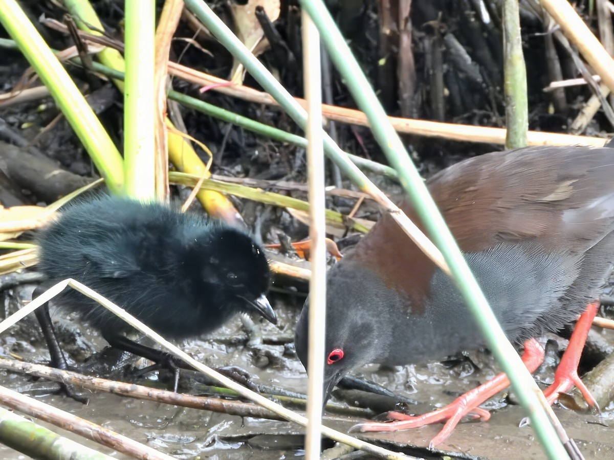 Spotless Crake - ML647163356