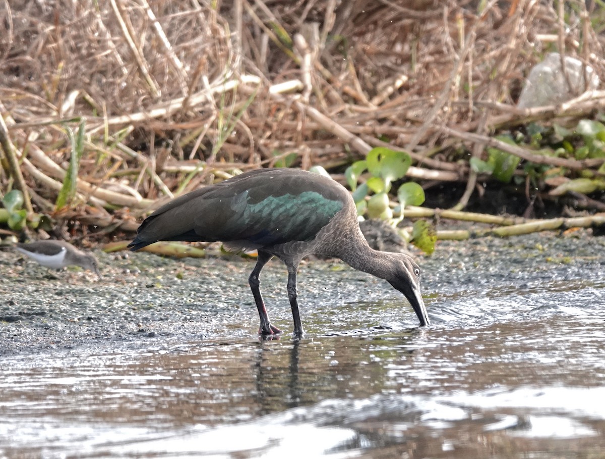 Хагедаш - ML647163357