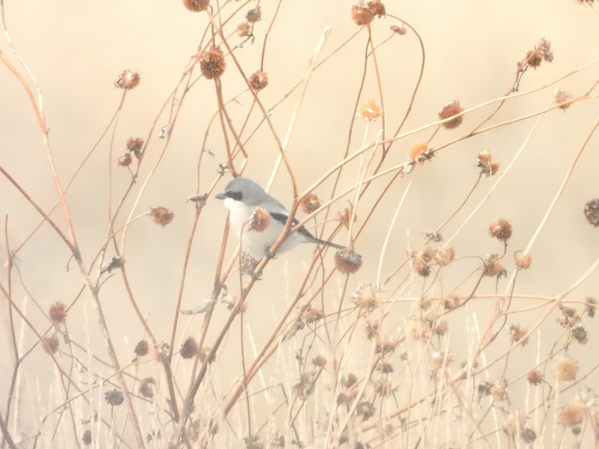 Loggerhead Shrike - ML647163360