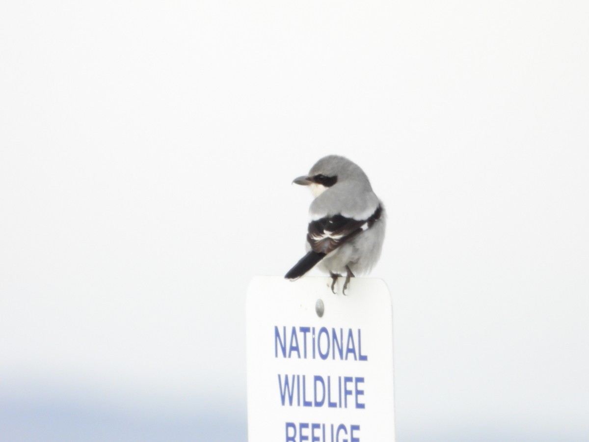 Loggerhead Shrike - ML647163361