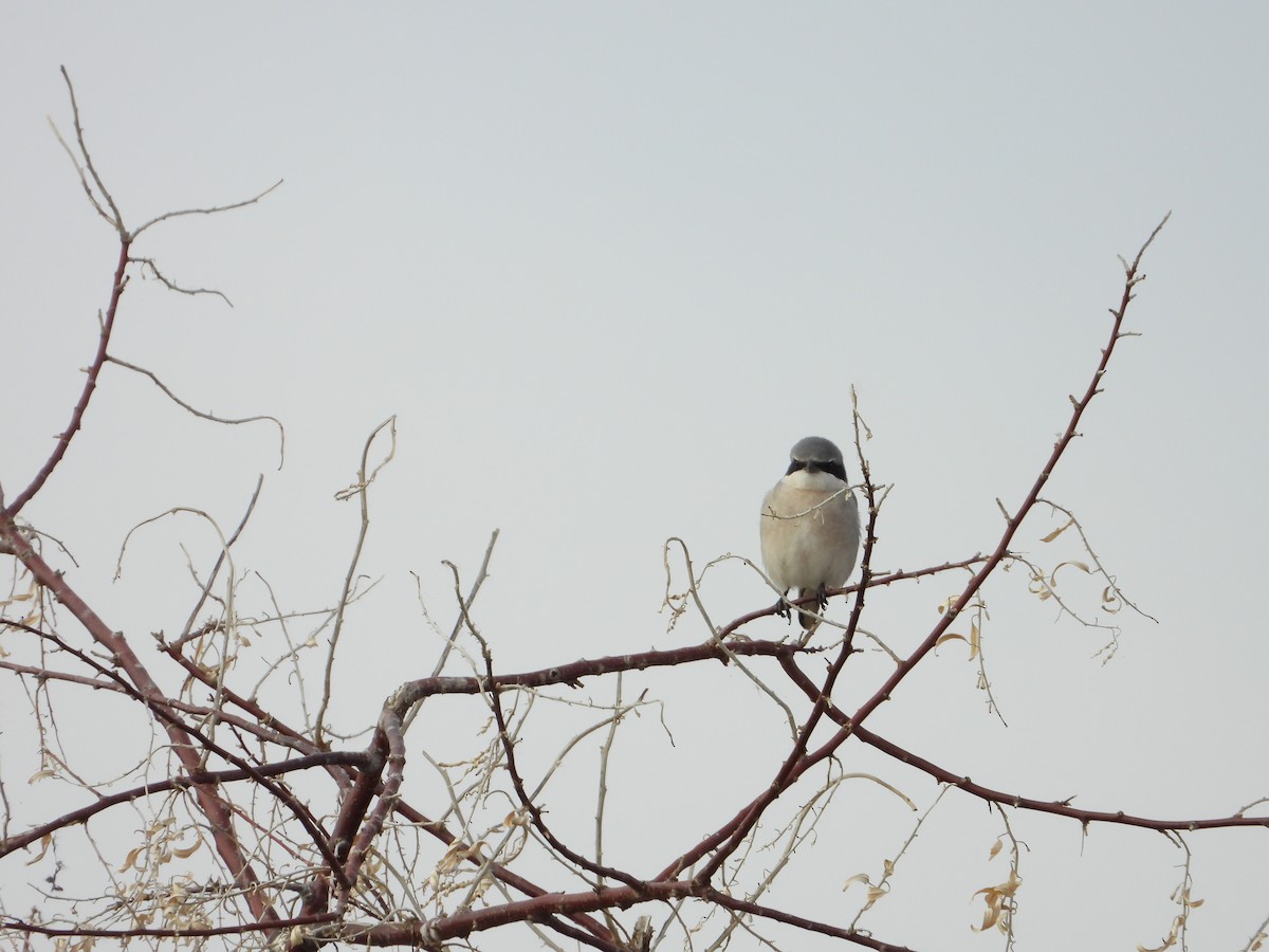 Loggerhead Shrike - ML647163362