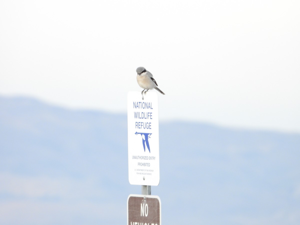 Loggerhead Shrike - ML647163363