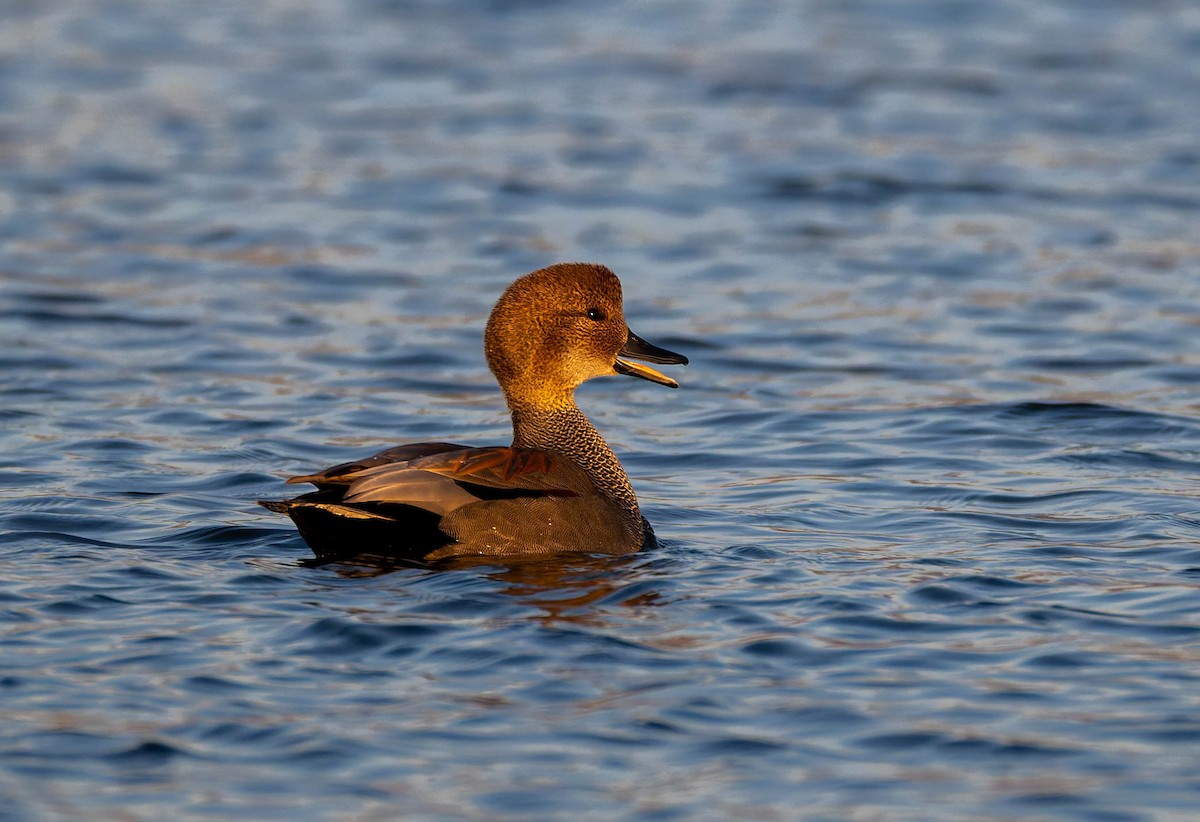 Gadwall - ML647163366