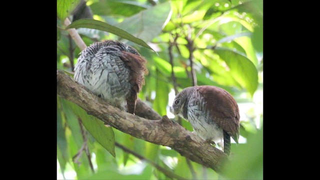 Chestnut-backed Owlet - ML647163381