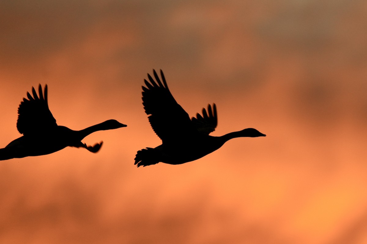 Bernache du Canada - ML647163392