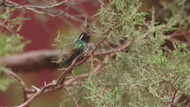 White-eared Hummingbird - ML647163394