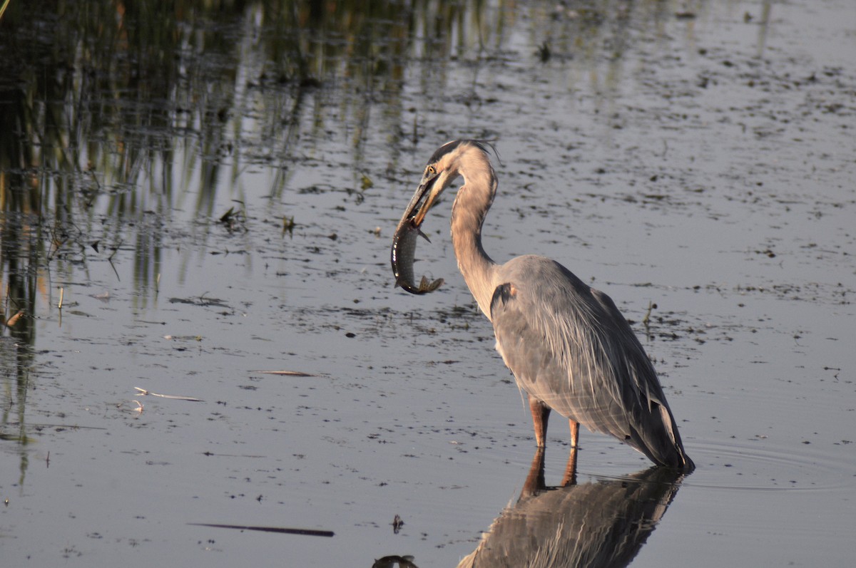Great Blue Heron - ML647163396