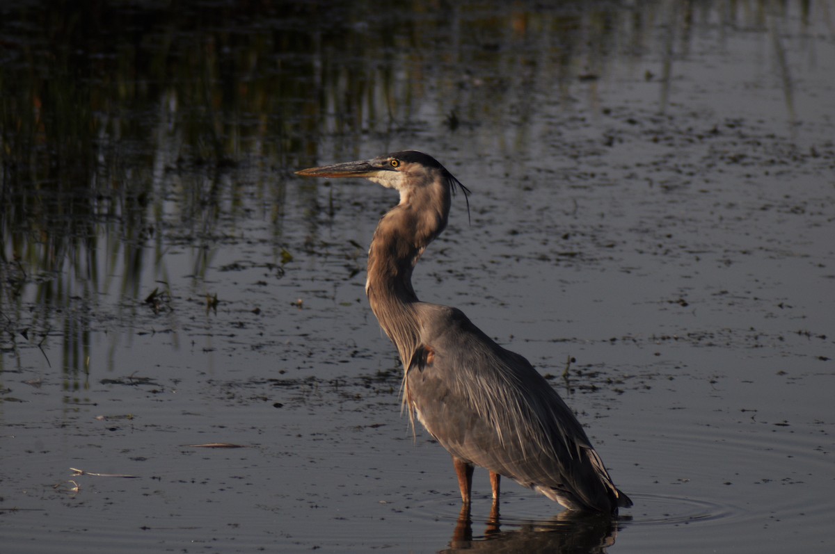 Great Blue Heron - ML647163397
