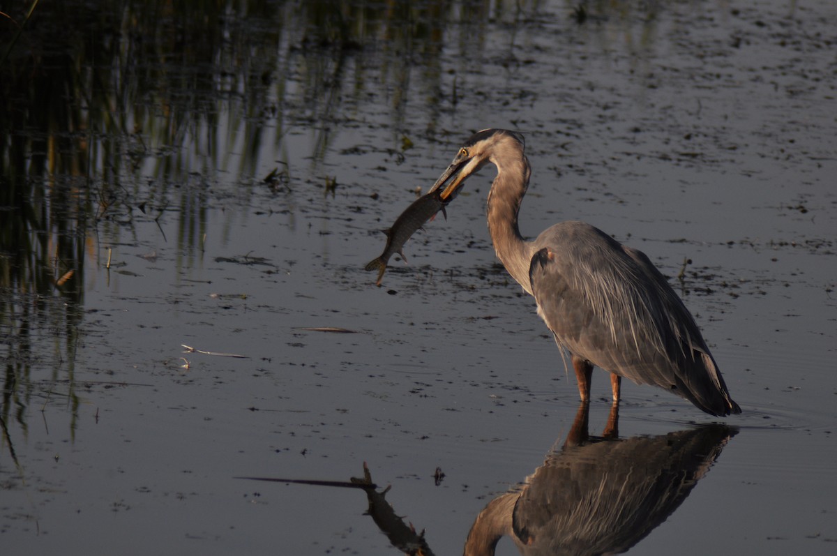 Great Blue Heron - ML647163398