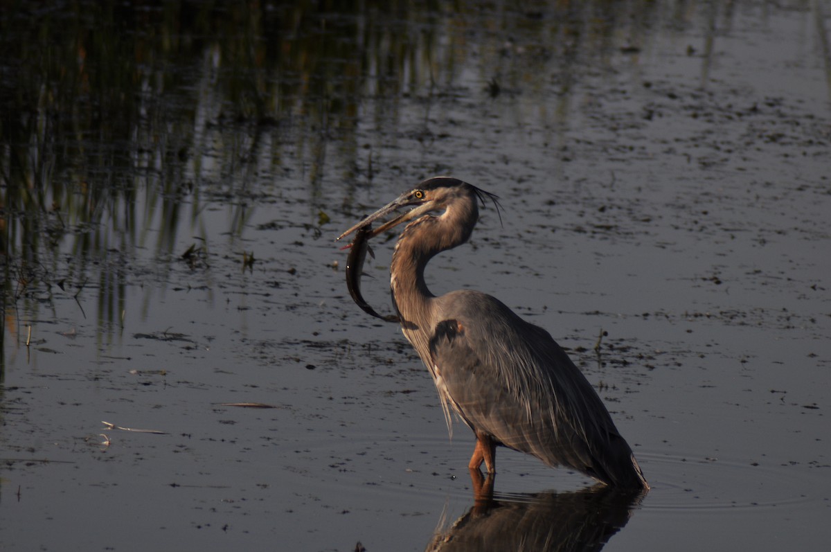 Great Blue Heron - ML647163399