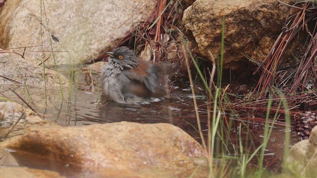 Yellow-eyed Junco - ML647163407