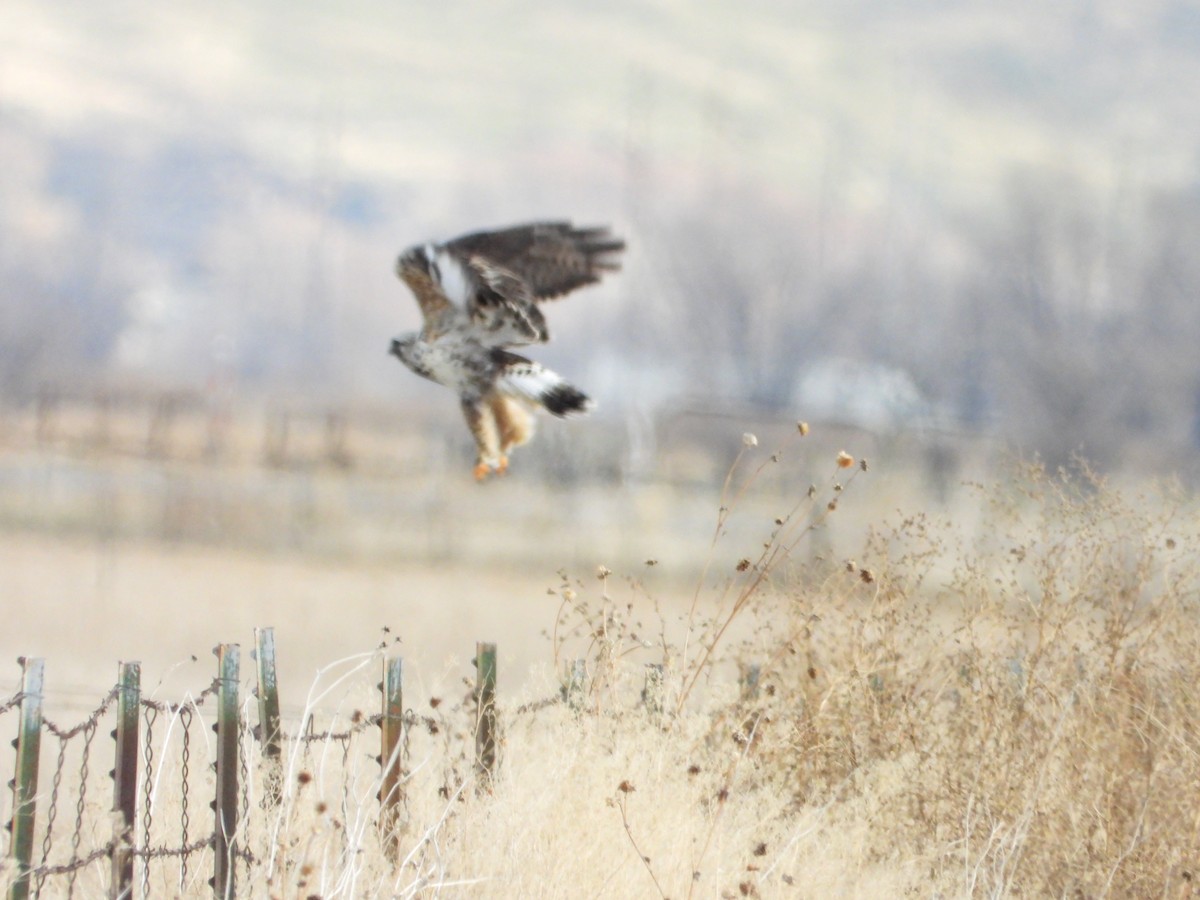 Poiana calzata - ML647163431