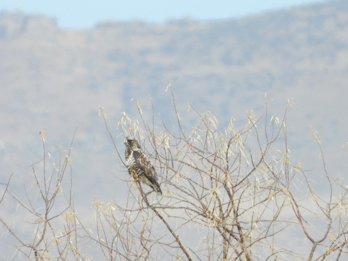 Poiana calzata - ML647163432