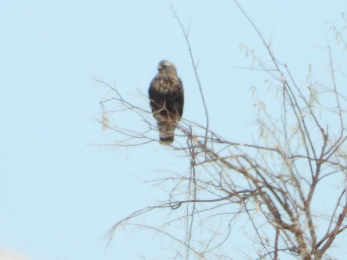 Poiana calzata - ML647163433