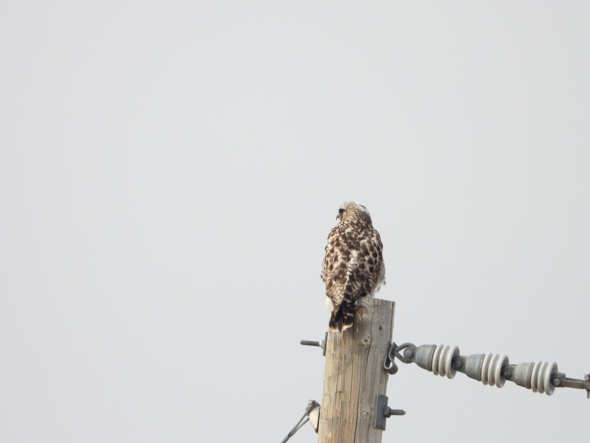 Poiana calzata - ML647163434