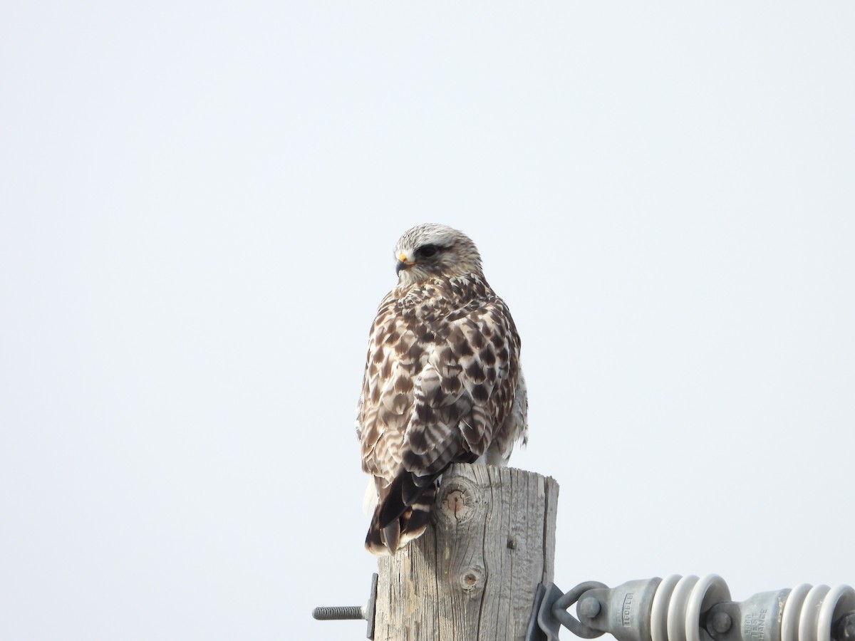 Poiana calzata - ML647163435