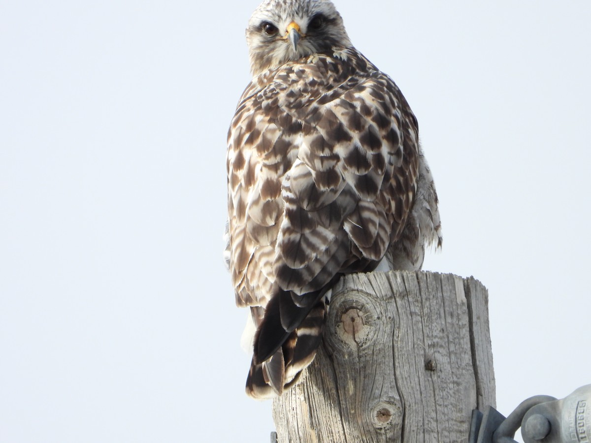 Poiana calzata - ML647163436