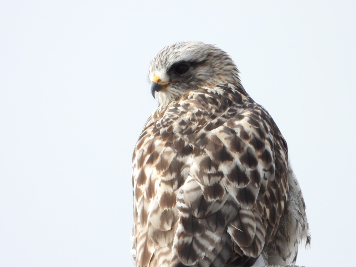 Poiana calzata - ML647163437