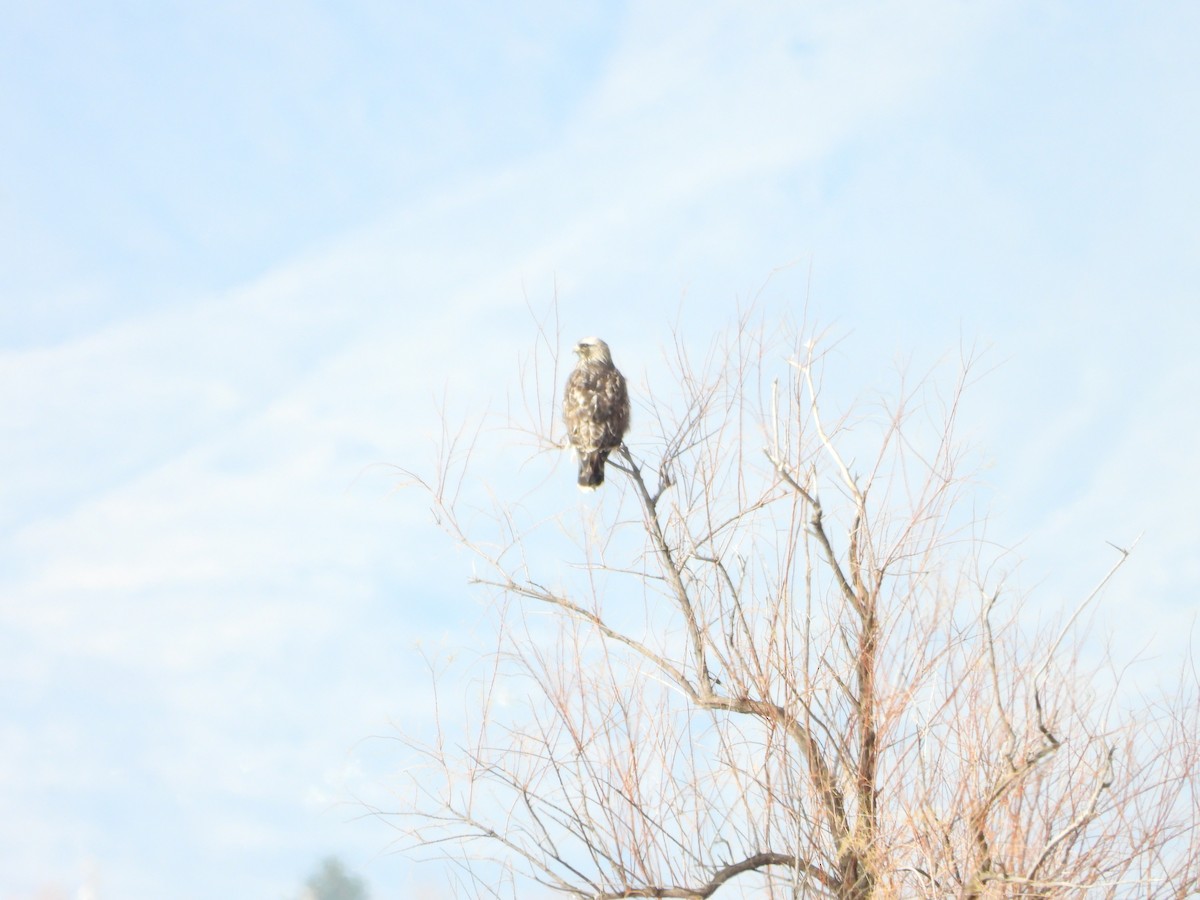 Poiana calzata - ML647163438