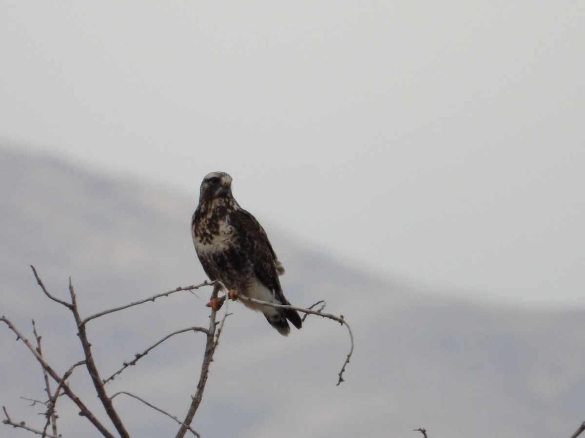 Poiana calzata - ML647163439