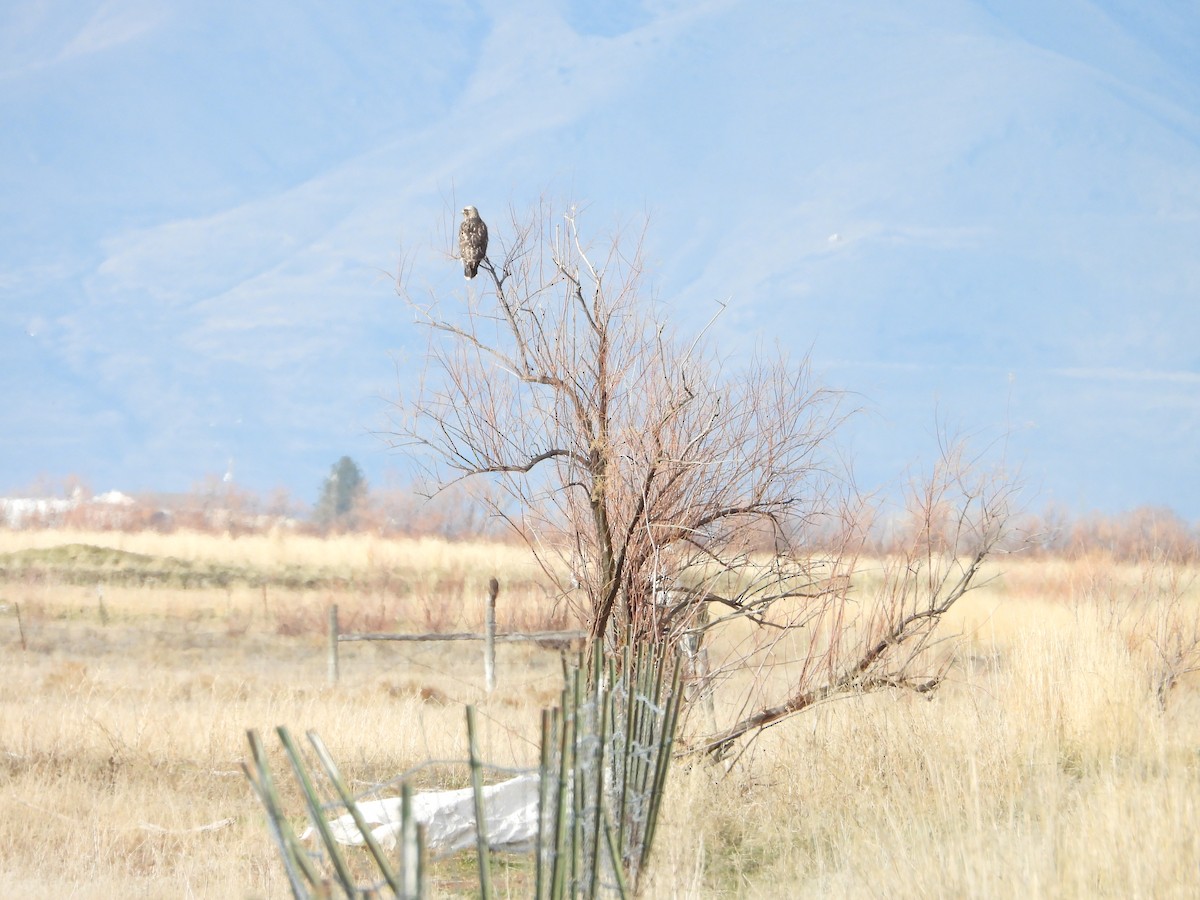 Poiana calzata - ML647163440