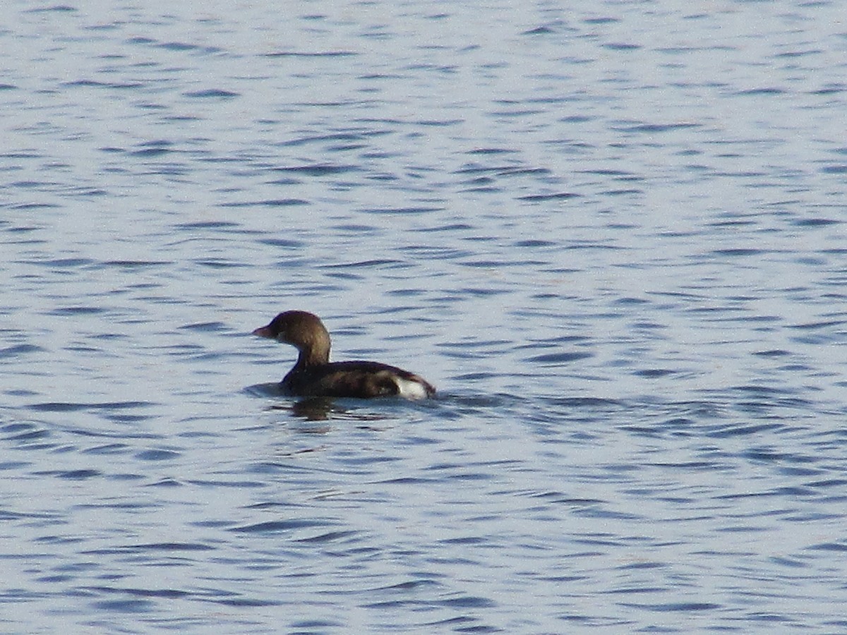 Grèbe à bec bigarré - ML647163451