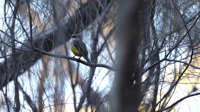 Western Yellow Robin - ML647163455