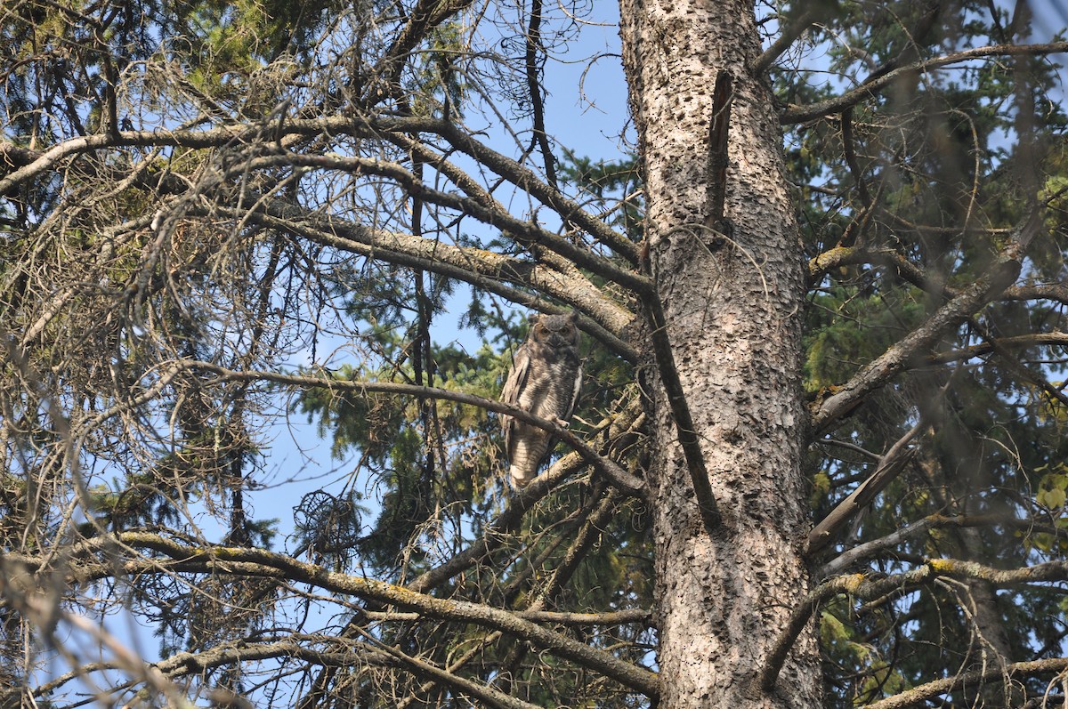 Great Horned Owl - ML647163466