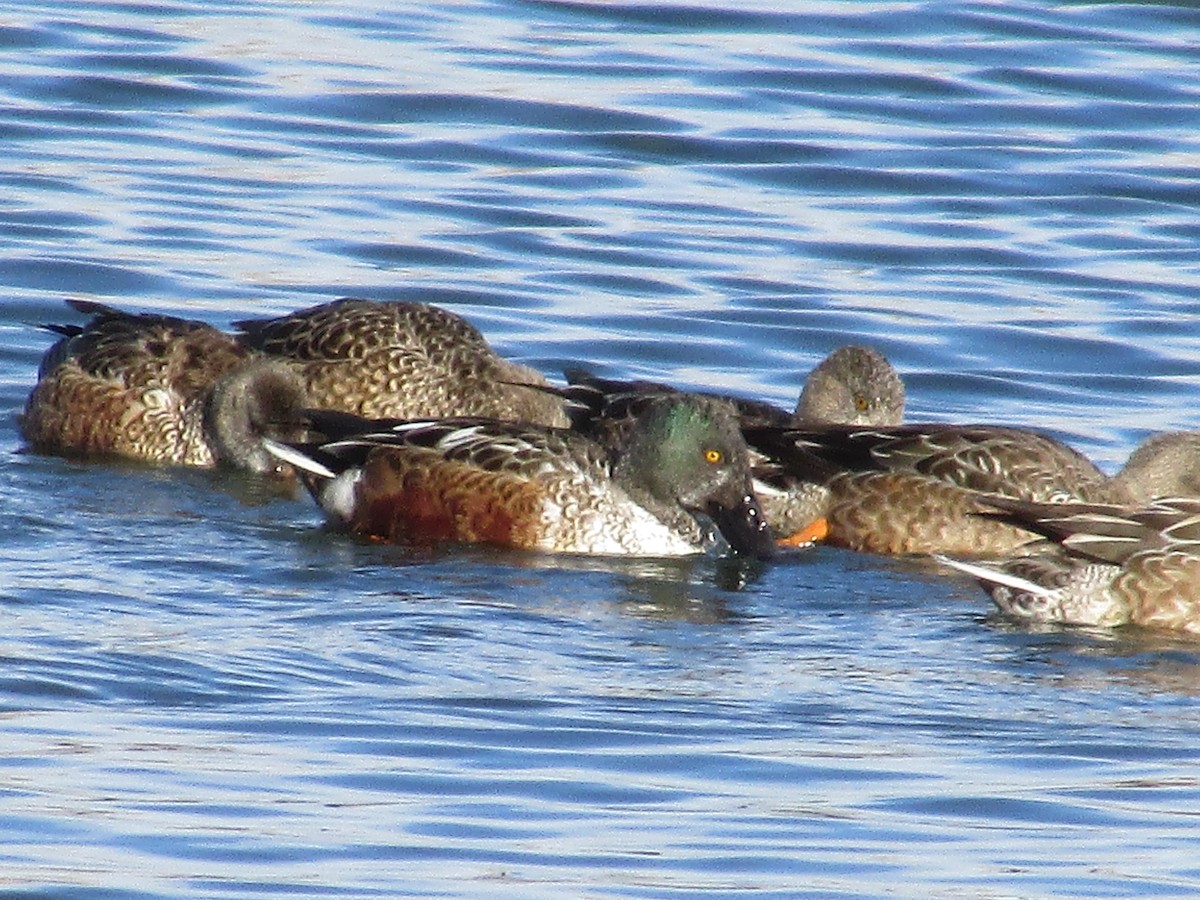 Canard souchet - ML647163467