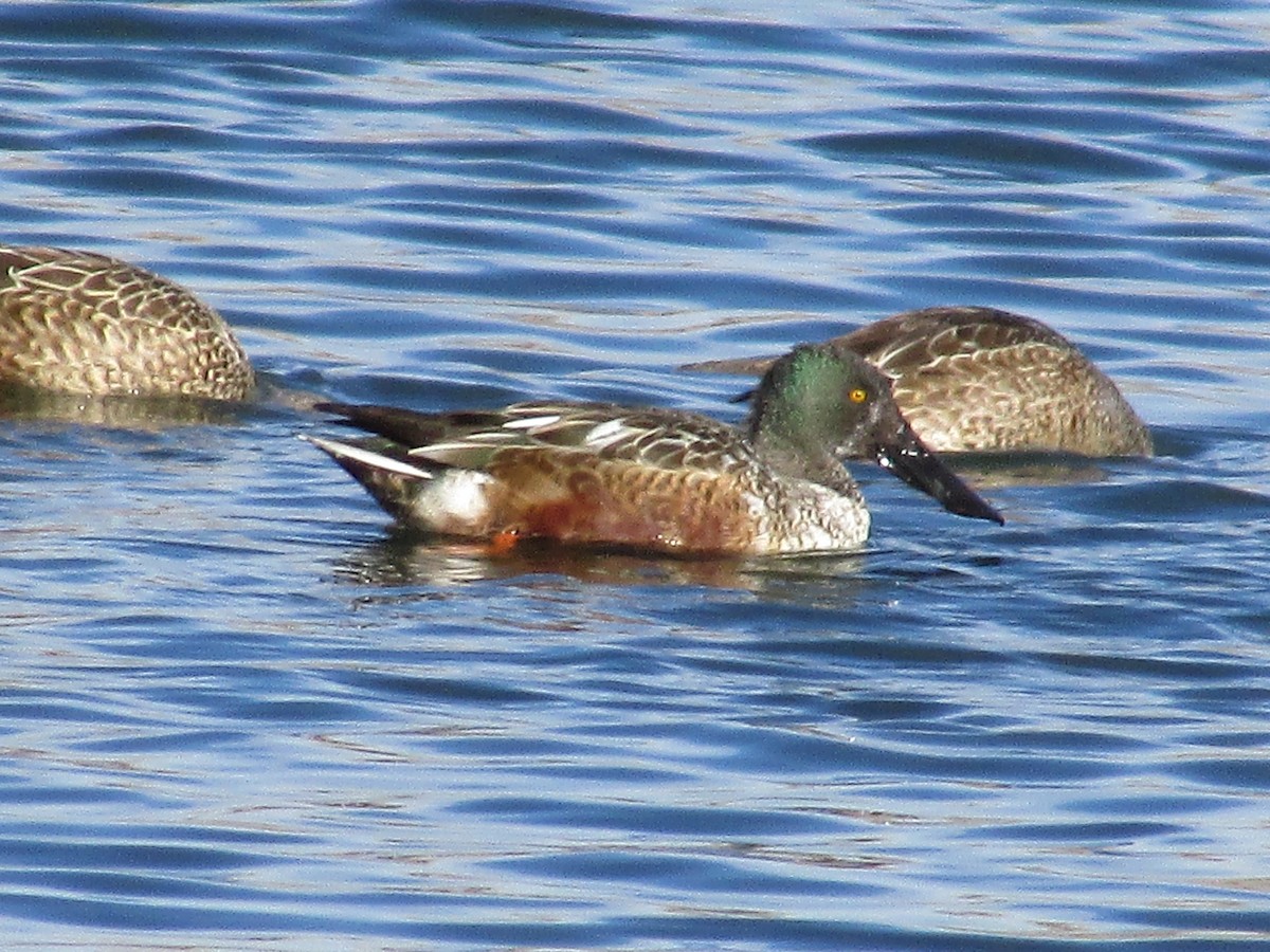 Cuchara Común - ML647163468