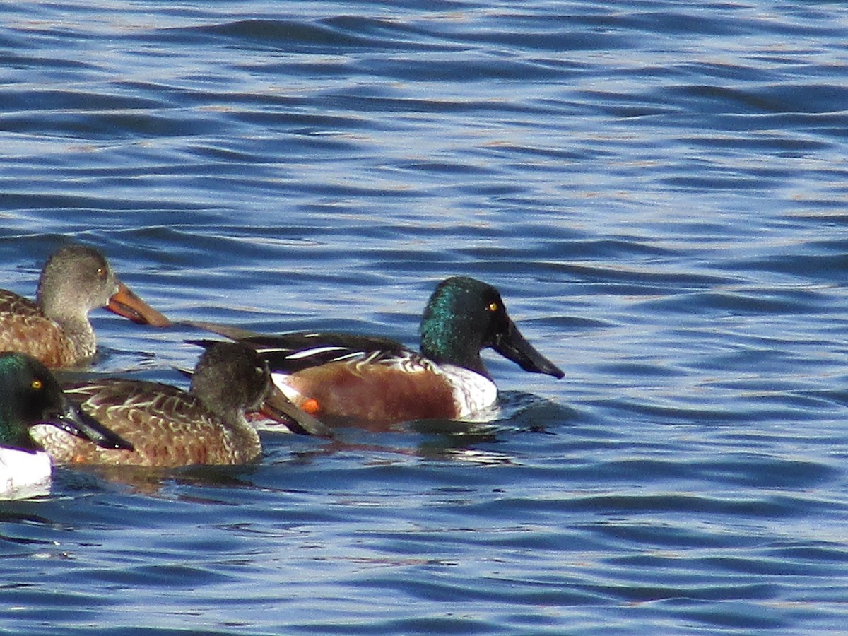 Canard souchet - ML647163469