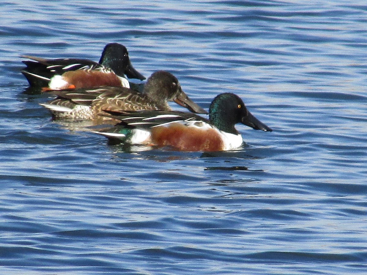 Canard souchet - ML647163470