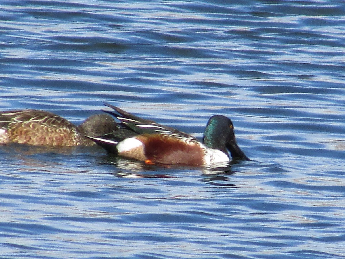 Cuchara Común - ML647163471